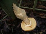 Amanita ochrophylla image