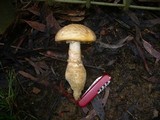 Amanita ochrophylla image