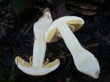 Amanita ochrophylla image
