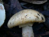 Amanita ochrophylla image