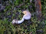 Cortinarius rotundisporus image