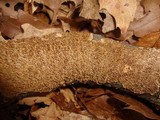 Hydnochaete olivacea image