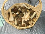 Verpa bohemica image