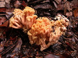 Ramaria leptoformosa image