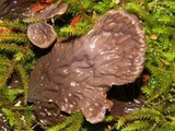 Peltigera membranacea image