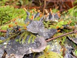 Peltigera membranacea image