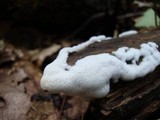 Ceratiomyxa fruticulosa var. fruticulosa image