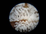 Ceratiomyxa fruticulosa var. fruticulosa image