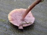 Baeospora myriadophylla image