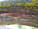 Ceriporia purpurea image