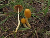 Bolbitius vitellinus image
