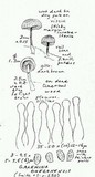 Galerina oregonensis image
