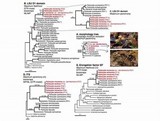 Psilocybe serbica image