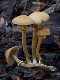 Conocybe rugosa image