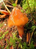 Phaeocollybia piceae image