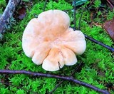 Hygrophorus pudorinus image