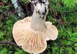Hygrophorus pudorinus image