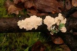 Acanthobasidium penicillatum image