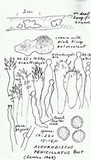 Acanthobasidium penicillatum image
