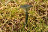 Arrhenia chlorocyanea image