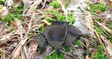 Urnula craterium image