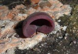 Auricularia fuscosuccinea image