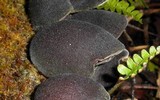 Auricularia nigricans image