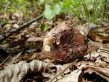 Russula vinacea image