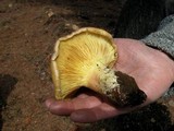 Cantharocybe gruberi image