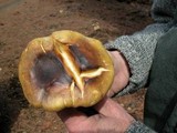 Cantharocybe gruberi image