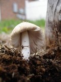 Coprinellus domesticus image