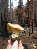 Cantharocybe gruberi image