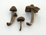 Entoloma vernum image