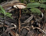 Lentinus velutinus image