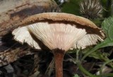 Lentinus velutinus image