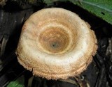 Lentinus velutinus image