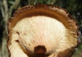 Lentinus velutinus image