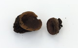 Peziza violacea image