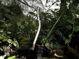 Panaeolus antillarum image