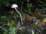Panaeolus antillarum image
