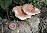 Panus neostrigosus image