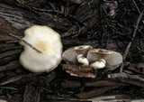 Pholiota olivaceophylla image