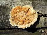 Funalia polyzona image