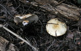 Pholiota olivaceophylla image