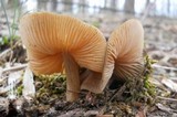 Entoloma vernum image