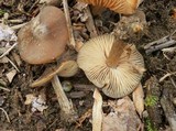 Entoloma vernum image