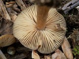 Entoloma vernum image