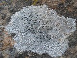 Lecidea tessellata image
