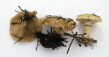 Pholiota olivaceophylla image