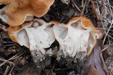 Gyromitra korfii image